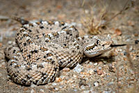 Mojave Desert Sidewinder