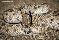 Mojave Desert Sidewinder