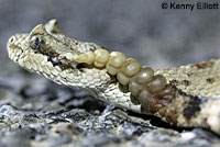 Mojave Desert Sidewinder