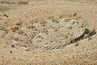 Mojave Desert Sidewinder
