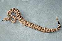 Sonoran Sidewinder