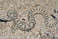 Mojave Desert Sidewinder