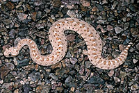 Colorado Desert Sidewinder