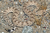 Colorado Desert Sidewinder