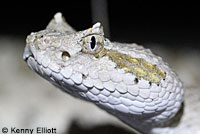 Colorado Desert Sidewinder