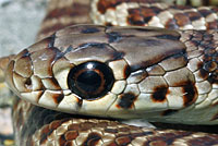 California Glossy Snake