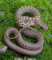 western yellow-bellied racer
