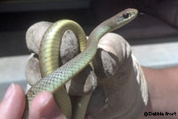 western yellow-bellied racer