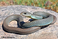 western yellow-bellied racer