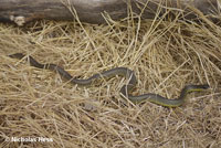 western yellow-bellied racer