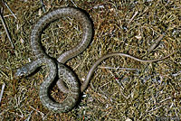 western yellow-bellied racer