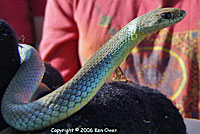 Western Yellow- bellied Racer