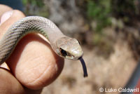 Western Yellow- bellied Racer