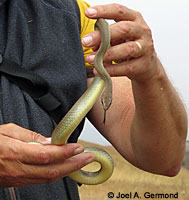 western yellow-bellied racer