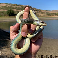 western yellow-bellied racer