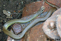 western yellow-bellied racer