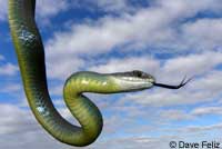 western yellow-bellied racer