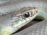 western yellow-bellied racer