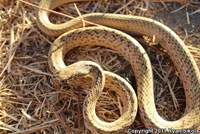 San Joaquin Coachwhip