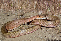 San Joaquin Coachwhip