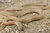 San Joaquin Coachwhip