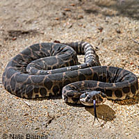southern pacific rattlesnake