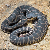 southern pacific rattlesnake