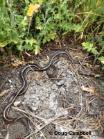 California Striped Racers