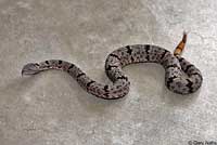 Banded Rock Rattlesnake