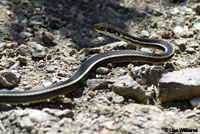 California Striped Racer