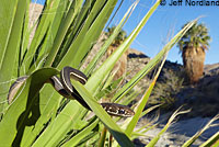 California Striped Racer