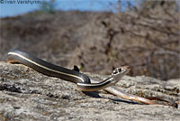 California Striped Racer