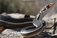 California Striped Racer