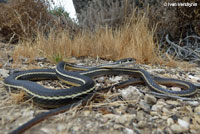 California Striped Racer