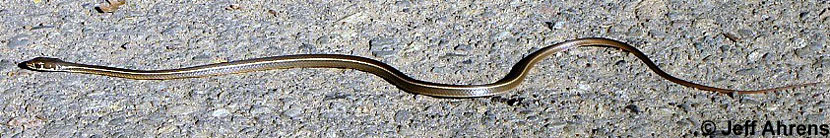 California Striped Racer