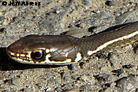 California Striped Racer