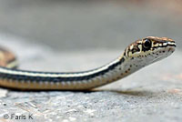 California Striped Racer