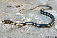 California Striped Racer