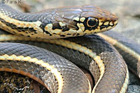 California Striped Racer