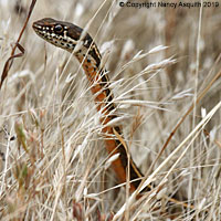 California Striped Racer