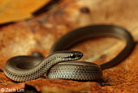 Forest Sharp-tailed Snake