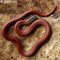 Forest Sharp-tailed Snake