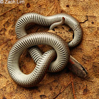 Forest Sharp-tailed Snake