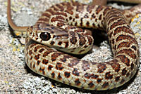 western yellow-bellied racer