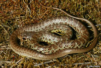 Western Yellow- bellied Racer