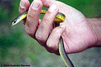 western yellow-bellied racer