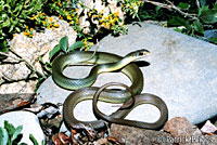 western yellow-bellied racer