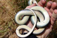 western yellow-bellied racer