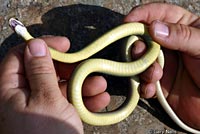 western yellow-bellied racer