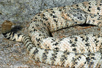 Speckled Rattlesnake